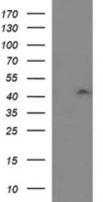 Western Blot: RASSF8 Antibody (OTI1F5) - Azide and BSA Free [NBP2-73820] - Analysis of HEK293T cells were transfected with the pCMV6-ENTRY control (Left lane) or pCMV6-ENTRY RASSF8.