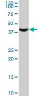 Western Blot: RASSF8 Antibody [H00011228-B01P] - Analysis of RASSF8 expression in human liver.