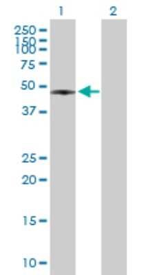 Western Blot: RASSF8 Antibody [H00011228-B01P] - Analysis of RASSF8 expression in transfected 293T cell line by RASSF8 polyclonal antibody.  Lane 1: RASSF8 transfected lysate(43.12 KDa). Lane 2: Non-transfected lysate.