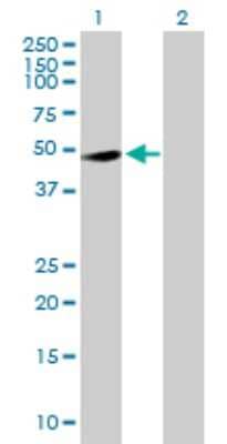 Western Blot: RASSF8 Antibody [H00011228-D01P] - Analysis of RASSF8 expression in transfected 293T cell line by RASSF8 polyclonal antibody.Lane 1: RASSF8 transfected lysate(45.40 KDa).Lane 2: Non-transfected lysate.