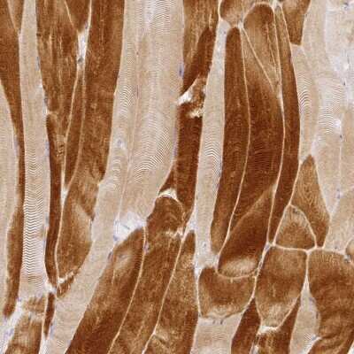 Immunohistochemistry-Paraffin RAX2 Antibody - BSA Free