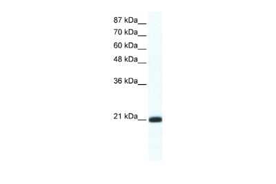 Western Blot RAX2 Antibody - BSA Free