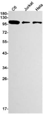 Western Blot: RB1 Antibody (S09-8G7) [NBP3-19936] - Western blot detection of RB1 in C6, Jurkat, Hela cell lysates using NBP3-19936 (1:1000 diluted). Predicted band size: 106kDa. Observed band size: 106kDa.