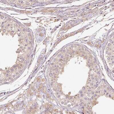 Immunohistochemistry-Paraffin: RB1CC1 Antibody [NBP2-47312] - Staining of human testis shows cytoplasmic positivity.