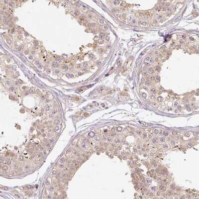 Immunohistochemistry-Paraffin: RB1CC1 Antibody [NBP2-48572] - Staining of human testis shows cytoplasmic positivity.