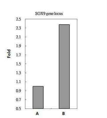 Chromatin Immunoprecipitation: RBBP4/RbAp48 Antibody (11G10) [NB500-123] - HeLa whole cell lysate/extract A. 5 ug preimmune mouse IgG B. 5 ug of RbAp48 antibody. The precipitated DNA was detected by PCR with primer set targeting to SOX9 gene locus.