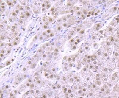 Immunohistochemistry-Paraffin: RBBP4/RbAp48 Antibody (JU37-47) [NBP2-75642] - Analysis of paraffin-embedded human liver tissue using anti-RbAP48 antibody. Counter stained with hematoxylin.