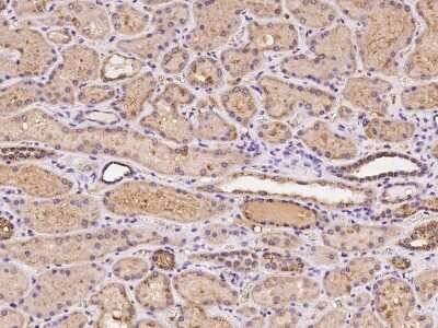 Immunohistochemistry-Paraffin: RBCK1 Antibody [NBP2-98085] - Immunochemical staining of human RBCK1 in human kidney with rabbit polyclonal antibody at 1:100 dilution, formalin-fixed paraffin embedded sections.
