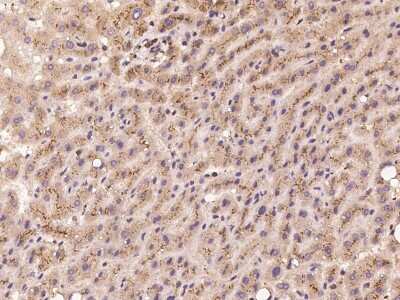 Immunohistochemistry-Paraffin: RBCK1 Antibody [NBP2-98085] - Immunochemical staining of human RBCK1 in human liver with rabbit polyclonal antibody at 1:100 dilution, formalin-fixed paraffin embedded sections.