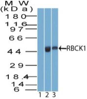Western Blot: RBCK1 Antibody [NBP2-27105] - Analysis of RBCK1 using RBCK1 antibody. A549 cell lysate in the 1) pre immune sera and 2) abesence of immunizing peptide and 3) 3T3 cell lysate probed with 2 ug/ml of RBCK1 antibody. Goat anti-rabbit Ig HRP secondary antibody and PicoTect ECL substrate solution were used for this test.