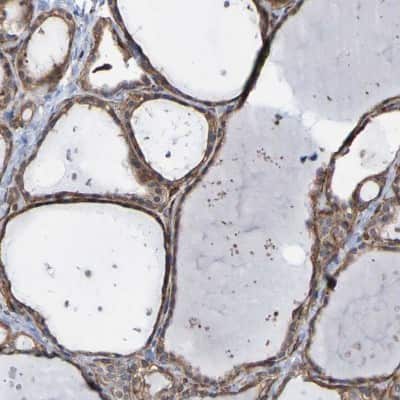 Immunohistochemistry-Paraffin: RBED1 Antibody [NBP1-89848] - Staining of human thyroid gland shows moderate cytoplasmic positivity in glandular cells.