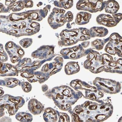 Immunohistochemistry-Paraffin: RBED1 Antibody [NBP1-89848] - Staining of human placenta shows moderate positivity in endothelial cells.