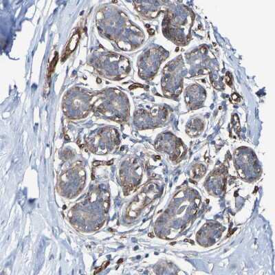 Immunohistochemistry-Paraffin: RBED1 Antibody [NBP1-89848] - Staining of human breast shows positivity in glandular cells.