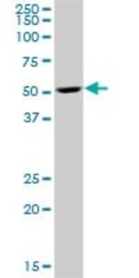 Western Blot: RBED1 Antibody [H00084173-B01P] - Analysis of RBED1 expression in human placenta.
