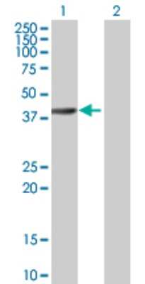 Western Blot: RBED1 Antibody [H00084173-B01P] - Analysis of ELMOD3 expression in transfected 293T cell line by ELMOD3 polyclonal antibody.  Lane 1: RBED1 transfected lysate(43.01 KDa). Lane 2: Non-transfected lysate.