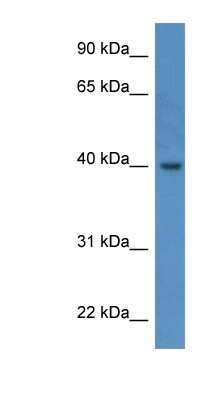 Western Blot RBED1 Antibody - BSA Free