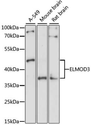 Western Blot RBED1 Antibody - Azide and BSA Free