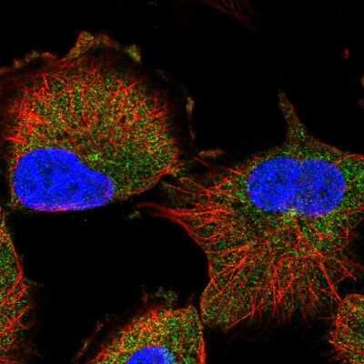 Immunocytochemistry/ Immunofluorescence RBEL1 Antibody - BSA Free