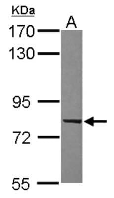 Western Blot RBEL1 Antibody - BSA Free