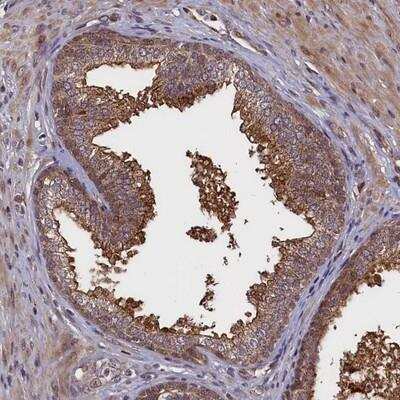 Immunohistochemistry-Paraffin RBFA Antibody - BSA Free