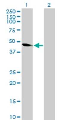 Western Blot: RBFA Antibody [H00079863-B01P] - Analysis of C18orf22 expression in transfected 293T cell line by C18orf22 polyclonal antibody.  Lane 1: C18orf22 transfected lysate(37.84 KDa). Lane 2: Non-transfected lysate.