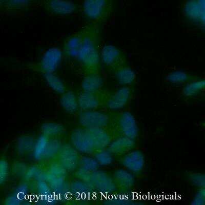 SHSY5Y cells were fixed for 10 minutes using 10% formalin and then permeabilized for 5 minutes using 1X PBS + 0.05% Triton-X100.  The cells were incubated with anti-RBFOX3/NeuN conjugated to Alexa Fluor 488 [NBP1-92693AF488] at 10ug/ml for 1 hour at room temperature.  Nuclei were counterstained with DAPI (Blue).  Cells were imaged using a 40X objective.