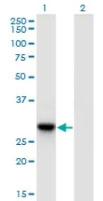 Western Blot: RBJ Antibody (3C1) [H00051277-M09] - Analysis of DNAJC27 expression in transfected 293T cell line by DNAJC27 monoclonal antibody (M09), clone 3C1. Lane 1: DNAJC27 transfected lysate (Predicted MW: 30.9 KDa). Lane 2: Non-transfected lysate.