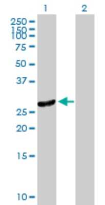 Western Blot: RBJ Antibody [H00051277-B01P] - Analysis of DNAJC27 expression in transfected 293T cell line by DNAJC27 polyclonal antibody.  Lane 1: DNAJC27 transfected lysate(30.03 KDa). Lane 2: Non-transfected lysate.