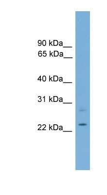 Western Blot RBM11 Antibody - BSA Free
