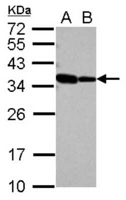 Western Blot RBM11 Antibody - BSA Free