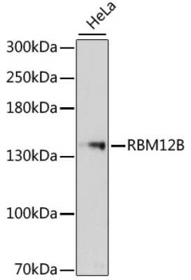 Western Blot: RBM12B Antibody [NBP2-93925] - Analysis of extracts of HeLa cells, using RBM12B at 1:3000 dilution.Secondary antibody: HRP Goat Anti-Rabbit IgG (H+L) at 1:10000 dilution.Lysates/proteins: 25ug per lane.Blocking buffer: 3% nonfat dry milk in TBST.Detection: ECL Basic Kit .Exposure time:
