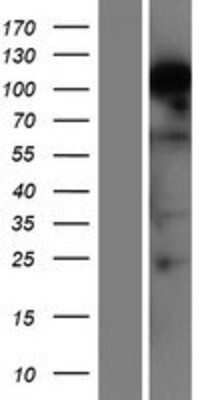 Western Blot RBM12B Overexpression Lysate
