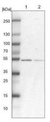 Western Blot: RBM17 Antibody [NBP1-81202] - Lane 1: NIH-3T3 cell lysate (Mouse embryonic fibroblast cells). Lane 2: NBT-II cell lysate (Rat Wistar bladder tumor cells).