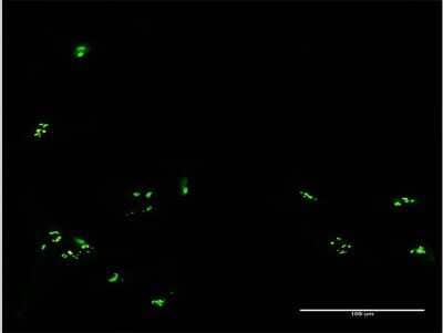 Immunocytochemistry/Immunofluorescence: RBM19 Antibody [H00009904-B01P] - Analysis of purified antibody to RBM19 on HeLa cell. (antibody concentration 10 ug/ml)