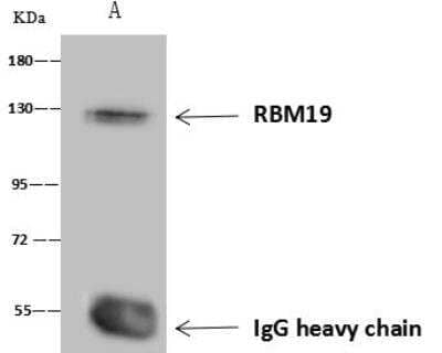 Immunoprecipitation: RBM19 Antibody [NBP3-12591] - Lane A:0.5 mg U-251 MG Whole Cell Lysate4 uL anti-RBM19 rabbit polyclonal antibody and 60 ug of Immunomagnetic beads Protein A/G.Primary antibody:Anti-RBM19 rabbit polyclonal antibody,at 1:100 dilution Secondary antibody:Goat Anti-Rabbit IgG (H+L)/HRP at 1/10000 dilutionDeveloped using the ECL technique.Performed under reducing conditions.Predicted band size: 107 kDaObserved band size :130 kDa