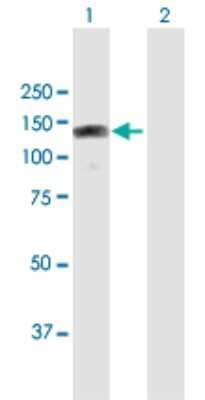 Western Blot: RBM19 Antibody [H00009904-B01P] - Analysis of RBM19 expression in transfected 293T cell line by RBM19 polyclonal antibody.  Lane 1: RBM19 transfected lysate(107.30 KDa). Lane 2: Non-transfected lysate.
