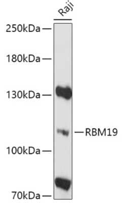 Western Blot: RBM19 Antibody [NBP3-05155] - Analysis of extracts of Raji cells, using RBM19 antibody at 1:1000 dilution. Secondary antibody: HRP Goat Anti-Rabbit IgG (H+L) at 1:10000 dilution. Lysates/proteins: 25ug per lane. Blocking buffer: 3% nonfat dry milk in TBST. Detection: ECL Basic Kit .