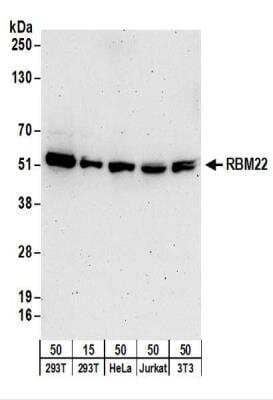 Western Blot: RBM22 Antibody [NBP2-22275] - Whole cell lysate from 293T (15 and 50 ug), HeLa (50 ug), Jurkat (50 ug),  and mouse NIH3T3 (50 ug) cells.  Antibodies: Affinity purified rabbit anti-RBM22 antibody NBP2-22275   used for WB at 0.1 ug/ml.  Detection: Chemiluminescence with an exposure time of 3 minutes.