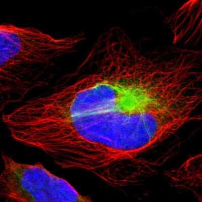 Immunocytochemistry/ Immunofluorescence RBM23 Antibody - BSA Free