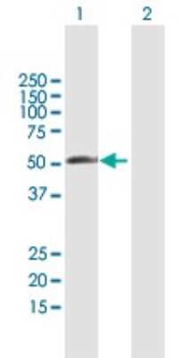 Western Blot RBM23 Antibody - Azide and BSA Free