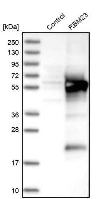 Western Blot RBM23 Antibody - BSA Free