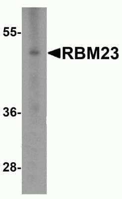 Western Blot RBM23 Antibody - BSA Free
