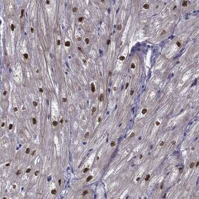 Immunohistochemistry-Paraffin RBM24 Antibody - BSA Free