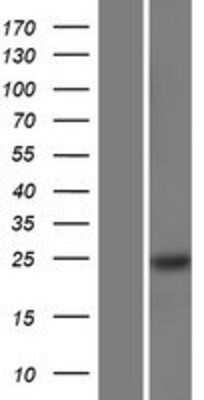 Western Blot RBM24 Overexpression Lysate