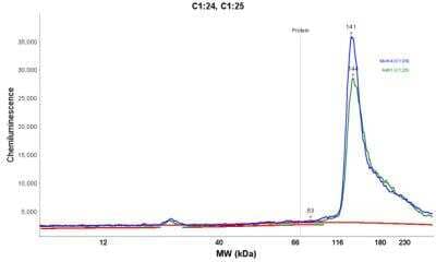 Simple Western: RBM25 Antibody [NBP1-83418] - Electropherogram image of the corresponding Simple Western lane view. RBM25 antibody was used at 1:25 dilution on MOLT-4 and A431 lysate(s) respectively.