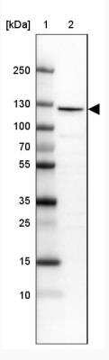 Western Blot: RBM25 Antibody [NBP1-83418] - Lane 1: Marker [kDa] 250, 130, 100, 70, 55, 35, 25, 15, 10 Lane 2: Human cell line MOLT-4