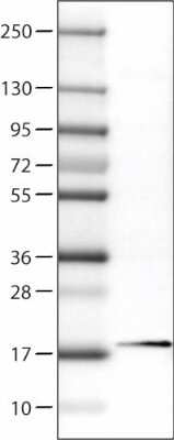 Western Blot: RBM3 Antibody (CL0296) [NBP2-52906] - Lane 1: Marker [kDa], Lane 2: Human cell line RT-4