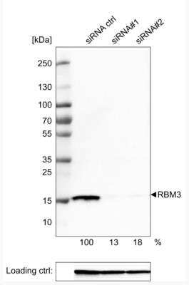 <b>Genetic Strategies Validation and Orthogonal Strategies Validation.</b>Western Blot: RBM3 Antibody (CL0296) [NBP2-52906] - Analysis of extracts from U-251 cells, transfected with: control siRNA, target specific siRNA probe #1, target specific siRNA probe #2, using Anti-RBM3 monoclonal antibody. Downregulation of antibody signal confirms target specificity. Remaining % intensity, relative control lane, is indicated. Anti-GAPDH monoclonal antibody was used as loading control.