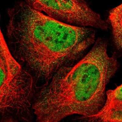 Immunocytochemistry/Immunofluorescence: RBM3 Antibody [NBP1-81580] - Staining of human cell line U-2 OS shows localization to nucleoplasm. Antibody staining is shown in green.