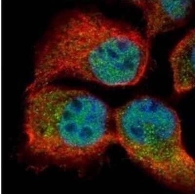 Immunocytochemistry/Immunofluorescence: RBM3 Antibody [NBP2-43829] - Analysis (Olympus FV10i) of paraformaldehyde-fixed A431, using RBM3 antibody (Green) at 1:500 dilution. Alpha-tubulin filaments were labeled (Red) at 1:2000.